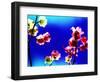 Flower Blossoms-Aaron Farrington-Framed Photographic Print