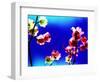 Flower Blossoms-Aaron Farrington-Framed Photographic Print