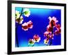 Flower Blossoms-Aaron Farrington-Framed Photographic Print