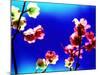 Flower Blossoms-Aaron Farrington-Mounted Photographic Print