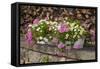 Flower Box-Chris Seba-Framed Stretched Canvas