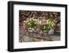 Flower Box-Chris Seba-Framed Photographic Print