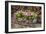 Flower Box-Chris Seba-Framed Photographic Print