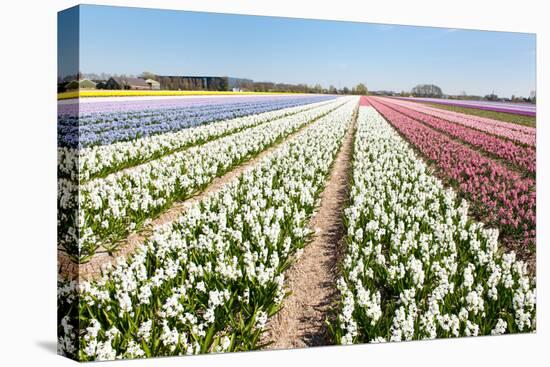 Flower Bulbs in Holland-Ivonnewierink-Stretched Canvas