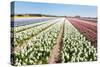 Flower Bulbs in Holland-Ivonnewierink-Stretched Canvas