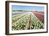 Flower Bulbs in Holland-Ivonnewierink-Framed Photographic Print