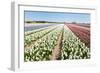 Flower Bulbs in Holland-Ivonnewierink-Framed Photographic Print