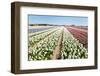 Flower Bulbs in Holland-Ivonnewierink-Framed Photographic Print