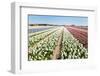 Flower Bulbs in Holland-Ivonnewierink-Framed Photographic Print