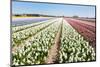 Flower Bulbs in Holland-Ivonnewierink-Mounted Photographic Print
