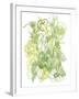 Flower Burst IV-Katrien Soeffers-Framed Giclee Print