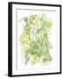 Flower Burst IV-Katrien Soeffers-Framed Giclee Print