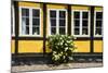 Flower Bush before a Historic House in Ribe, Denmark's Oldest Surviving City, Jutland, Denmark-Michael Runkel-Mounted Photographic Print