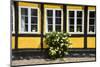 Flower Bush before a Historic House in Ribe, Denmark's Oldest Surviving City, Jutland, Denmark-Michael Runkel-Mounted Photographic Print