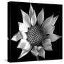 Flower BW 02-Tom Quartermaine-Stretched Canvas