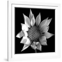 Flower BW 02-Tom Quartermaine-Framed Giclee Print