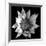 Flower BW 02-Tom Quartermaine-Framed Giclee Print