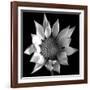 Flower BW 02-Tom Quartermaine-Framed Giclee Print