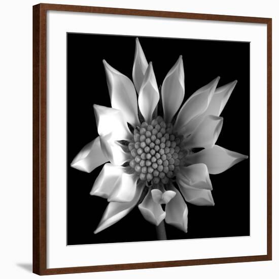 Flower BW 02-Tom Quartermaine-Framed Giclee Print