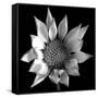 Flower BW 02-Tom Quartermaine-Framed Stretched Canvas