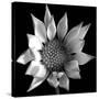 Flower BW 02-Tom Quartermaine-Stretched Canvas