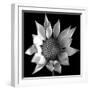 Flower BW 02-Tom Quartermaine-Framed Giclee Print