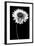 Flower BW-Tom Quartermaine-Framed Giclee Print