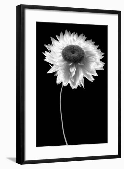 Flower BW-Tom Quartermaine-Framed Giclee Print