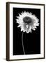 Flower BW-Tom Quartermaine-Framed Giclee Print