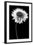 Flower BW-Tom Quartermaine-Framed Giclee Print