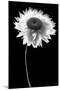 Flower BW-Tom Quartermaine-Mounted Giclee Print