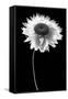 Flower BW-Tom Quartermaine-Framed Stretched Canvas