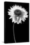 Flower BW-Tom Quartermaine-Stretched Canvas