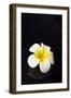 Flower Candle on Black-BeeManGuitarRa-Framed Premium Photographic Print