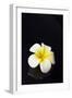 Flower Candle on Black-BeeManGuitarRa-Framed Premium Photographic Print