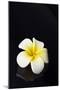 Flower Candle on Black-BeeManGuitarRa-Mounted Premium Photographic Print