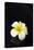 Flower Candle on Black-BeeManGuitarRa-Stretched Canvas
