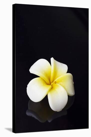 Flower Candle on Black-BeeManGuitarRa-Stretched Canvas