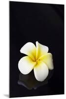 Flower Candle on Black-BeeManGuitarRa-Mounted Photographic Print