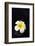 Flower Candle on Black-BeeManGuitarRa-Framed Photographic Print