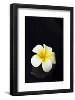 Flower Candle on Black-BeeManGuitarRa-Framed Photographic Print