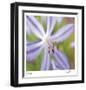 Flower Center-Ken Bremer-Framed Limited Edition