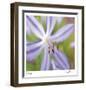 Flower Center-Ken Bremer-Framed Limited Edition