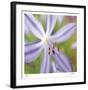 Flower Center-Ken Bremer-Framed Limited Edition