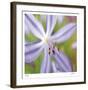 Flower Center-Ken Bremer-Framed Limited Edition