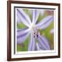 Flower Center-Ken Bremer-Framed Limited Edition