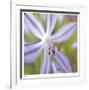 Flower Center-Ken Bremer-Framed Limited Edition