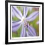 Flower Center-Ken Bremer-Framed Limited Edition