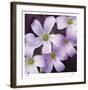 Flower Closeup-Ken Bremer-Framed Limited Edition