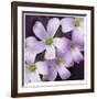 Flower Closeup-Ken Bremer-Framed Limited Edition